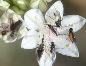 Diptera(Or) sp001 flower